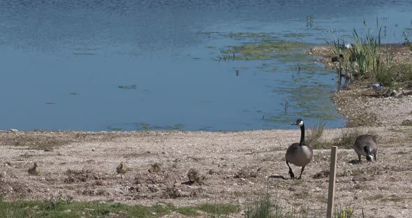 Canada Geese Family Walking On Lake Shore