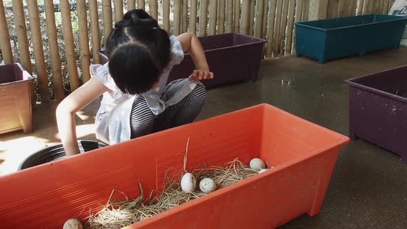 The Asian or Thai little girl is picking the duck eggs in the farm housing. Sitting at collecting eg alt