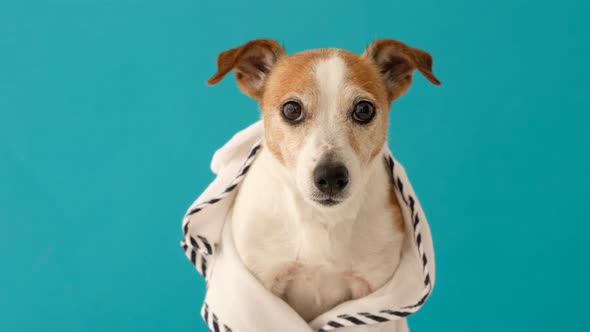 Dog in Sunglasses and a Robe alt