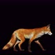 Fox walk 4k alpha loop