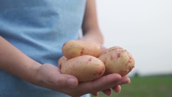 On the Field a Farmer Holds Organic Potatoes