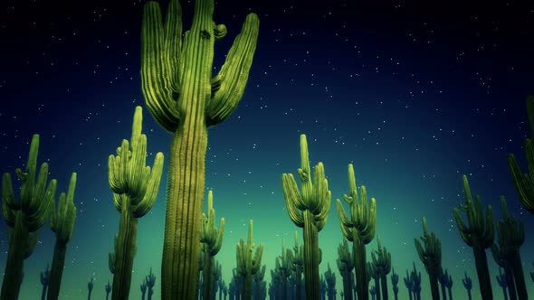 Cactus Nighttime 4k alt