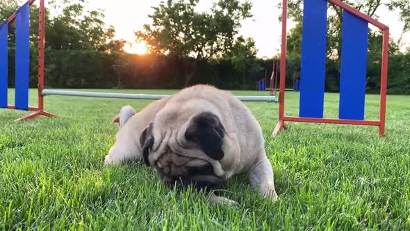 Tired Pug Breathing Hard After Agility Training, Stock Footage | VideoHive