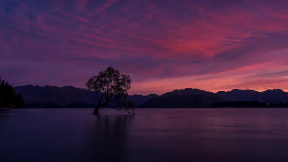 Wanaka Tree daybreak timelapse alt