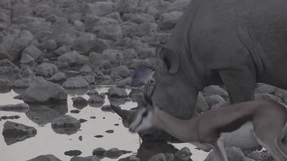 Black Rhino Drinking at Dawn