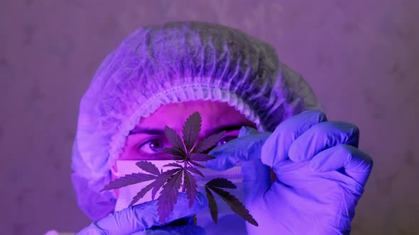 Closeup of a Female Biologist Conducting a Study of a Cannabis Bush