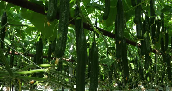 Hydroponics culture. Cucumbers growing under green houses in southern France. alt