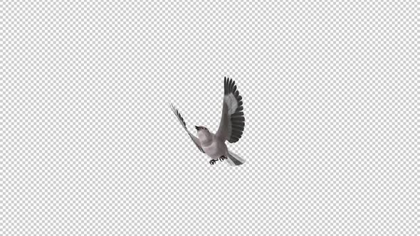 American Mockingbird - Flying Transition - III - Alpha Channel