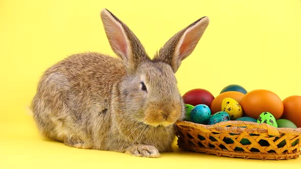 Little Brown Fluffy Bunny Sitting on a Pastel Yellow Background with a Wooden Basket Full of Ornate alt