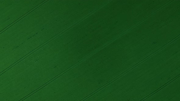 Flying Over a Green Wheat Field, Agricultural Industry. Natural Texture Background in Motion alt