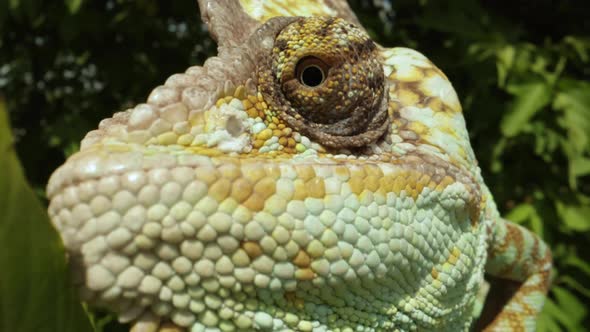 extreme close up of chameleon lizard eyeball - reptile in a tree, Stock ...