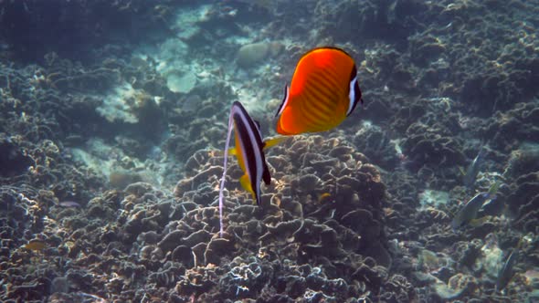 Underwater Video of Pair Yellow Blackcap Butterflyfish and Longfin Bannerfish Fish Swimming Among alt