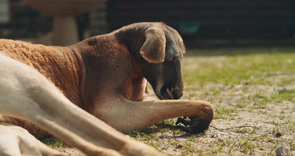 Adult red kangaroo lying on the grass with its ears dropped down. BMPCC 4K alt
