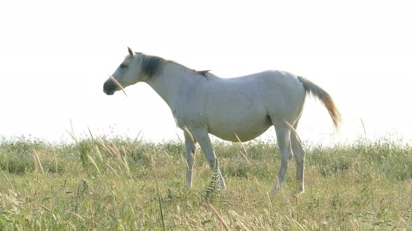 White Horse Posing On The Field  alt