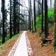 Road through forest - VideoHive Item for Sale