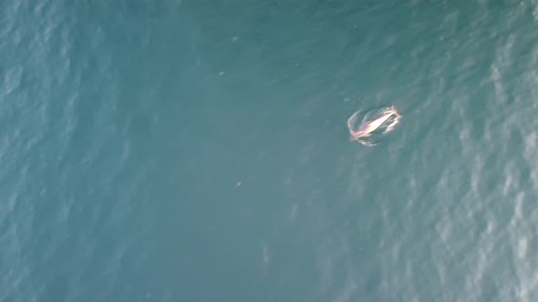 Aerial View of the Dolphins Slowly Swimming in Crystal Clear Turquoise Waters alt