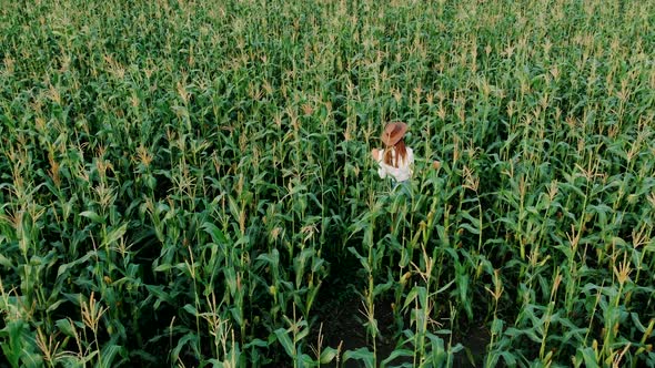Young Farmer Girl in a Hat, on a Corn Field, Goes Through the Tall Corn Stalks in the Sun, Aerial alt
