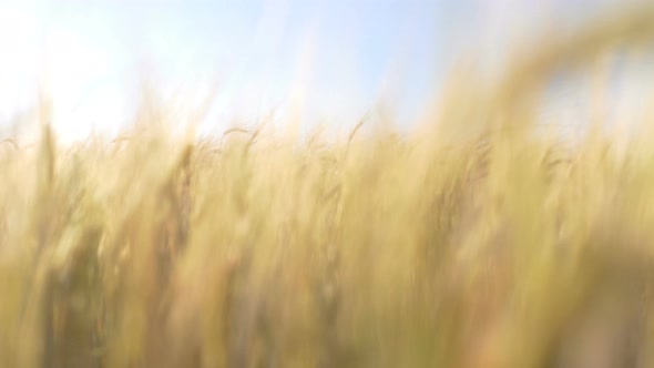 Wheat Field