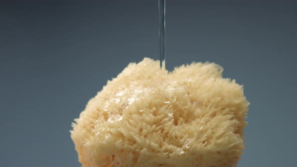 Natural Bath Sponge and Water Pouring on It Slow Motion From 60 Fps