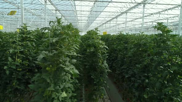 Greenhouse With Workers alt