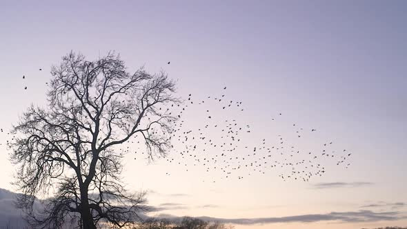 Slow Motion Large Flock Of Birds Fly Across Sky At Sunset alt