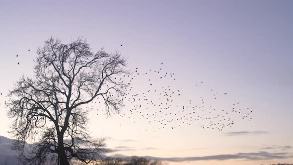 Slow Motion Large Flock Of Birds Fly Across Sky At Sunset