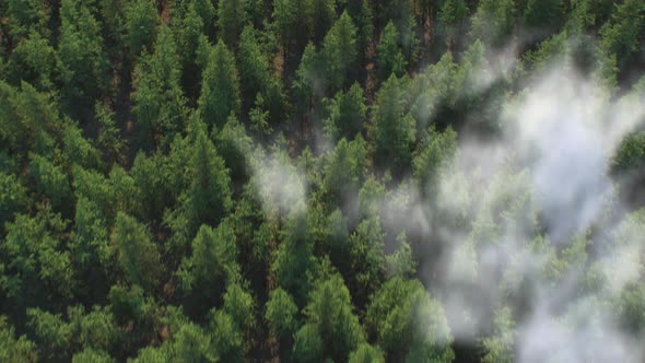Cloud Forest: A Soaring 3D Render of a Pine Forest Above the Clouds alt