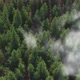 Forest Aerial Clouds 4K - VideoHive Item for Sale