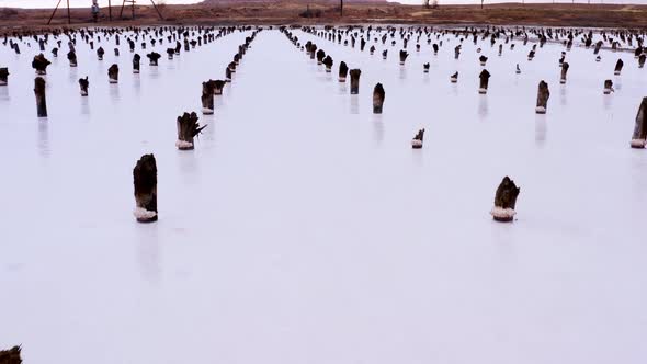 Several Rows of Wooden Posts Stumps in Salt Lake alt