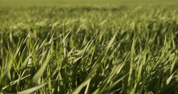 Greenfield In Spring alt