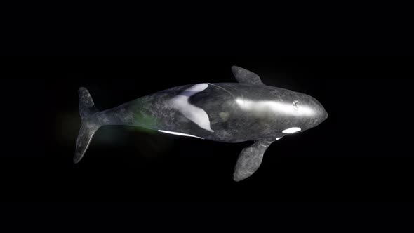 killer whale 4k alpha top