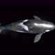 killer whale 4k alpha top