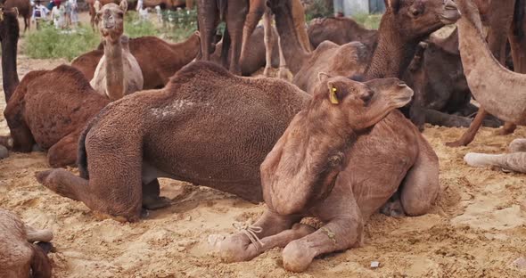 Camels at Pushkar Mela Camel Fair Festival in Field Eating Chewing alt
