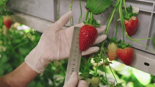 Measuring Strawberry Fruit Size With Ruler, Stock Footage | VideoHive