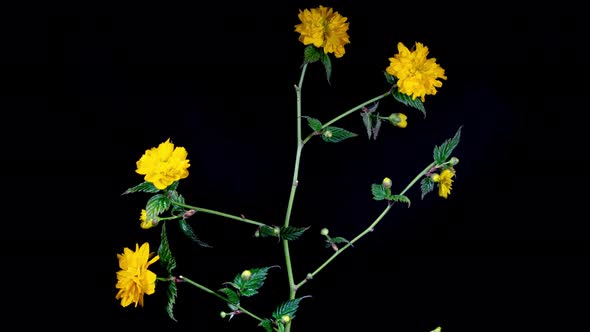 Kerria Japonica blooming with Yellow Flowers in Time Lapse on a Black Background alt