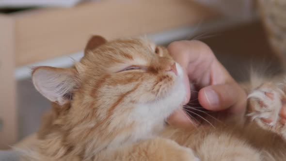 Woman Is Stroking Cute Ginger Cat on Her Knees alt