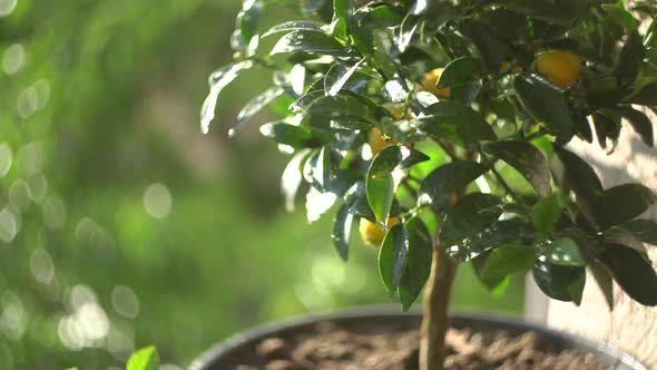 Green Little Tree with Yellow Kumquats Growing in a Pot alt