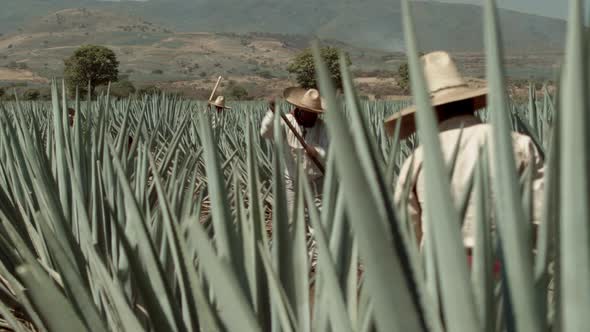 Jimador cutting agave pineapple in the city of Tequila, Jalisco, Mexico. alt
