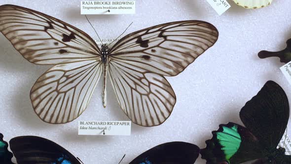 Panning view over  butterfly collection display alt