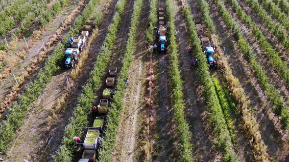 Apple Harvest. Aero, Top View. Seasonal Workers Pick Ripe Apples From Trees in Farm Orchard alt