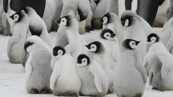 Emperor Penguins Chicks at Snow Hill Antarctica 2018