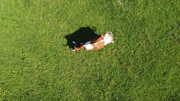 A Lonely Mottled Red Cow on a Lush Green Grassy Meadow in the Countryside