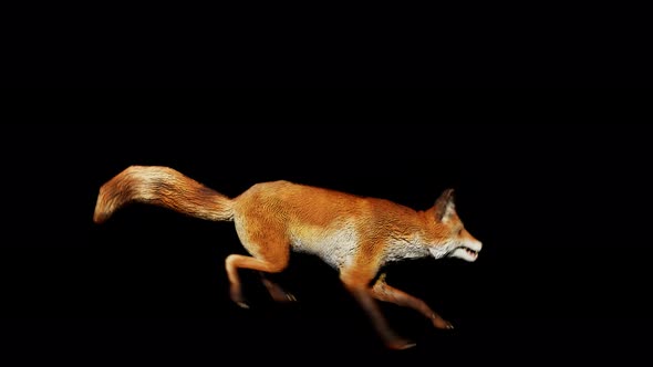 Fox run 4k alpha loop