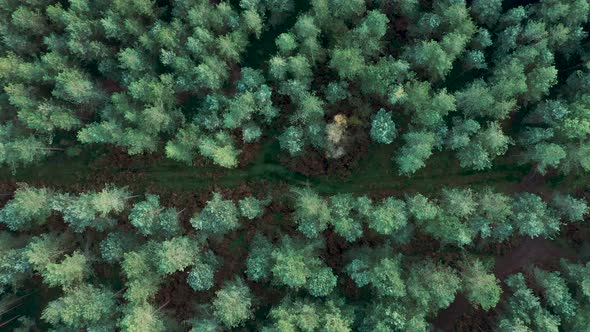 Aerial drone top down view of a pine wood in England alt