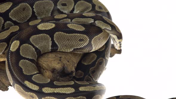 Royal Python or Python Regius on Wooden Snag in Studio Against a White Background. alt