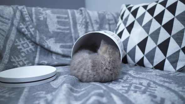 Small Kitten of Scottish Straight Breed Gift for Valentine's Day in Gift Cardboard Box at Home or on alt