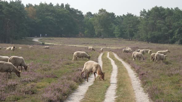 Herd of sheep grazing at the purple blooming heather in the Netherlands alt