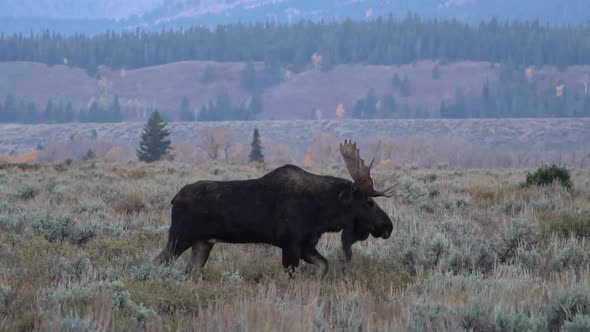 Bull moose walking through field after battle with one antler alt