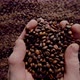Agriculturist Hands Taking Coffee Seeds Close Up - VideoHive Item for Sale