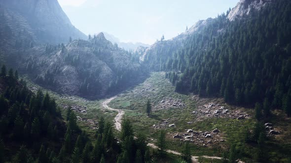 Bird's Eye View of Road Running Through Beautiful Green Pine Woods alt